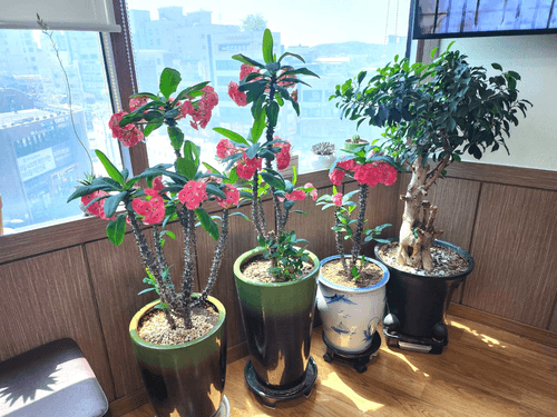 엘림한의원 8번째 이미지